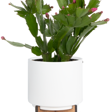 How to care for a Christmas Cactus