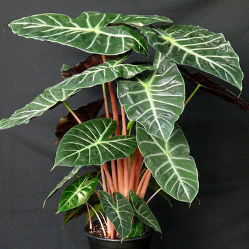 How to care for an Alocasia