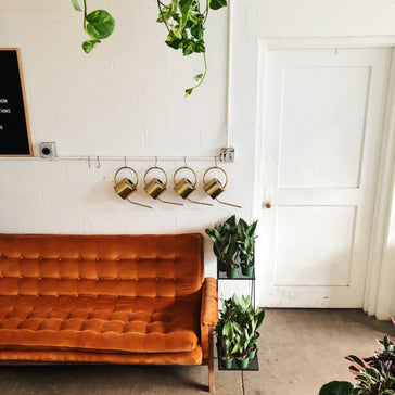 How To Best Care For Your Indoor Plants