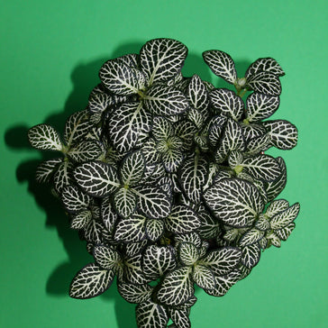 How to care for a Nerve Plant | Fittonia