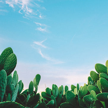 How to care for an Opuntia Cactus