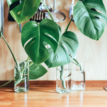 How to propagate houseplants from cuttings
