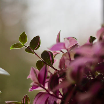 How to care for a Tradescantia plant