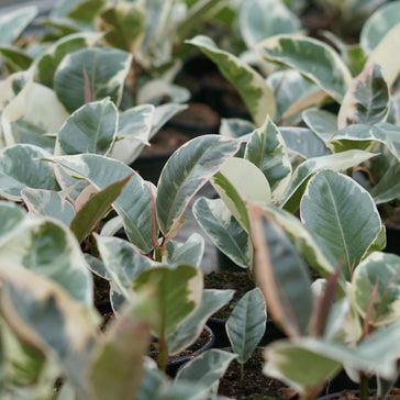 How to Care for Plants while on Vacation