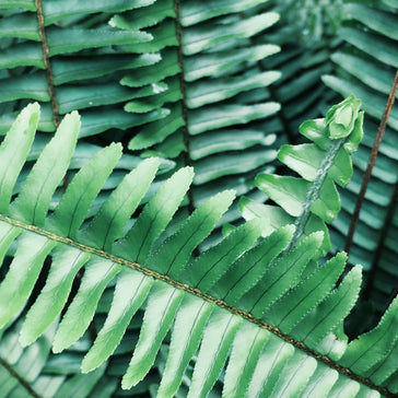 How to care for a Blue Star Fern | Phlebodium Aureum