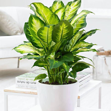 How to care for a Dieffenbachia plant