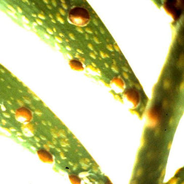Hard scale insect