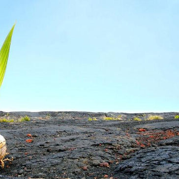 Your first plant.