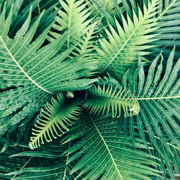 Plant Spotlight: Ferns