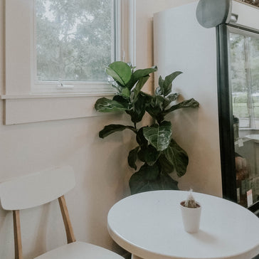 The 5 best plant care tips for Fiddle Leaf Fig plants