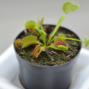 How to care for a Venus Fly Trap plant