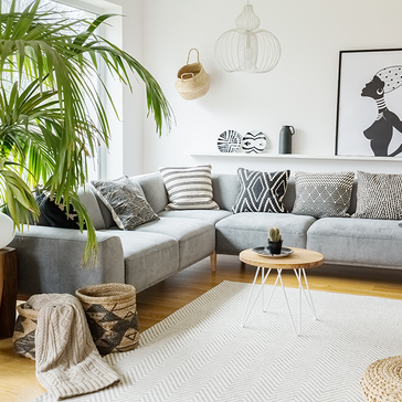 3 Myths About Indoor Palms