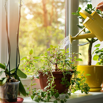 6 Genius Watering Tips to Keep Your Plants From Getting Thirsty This Summer