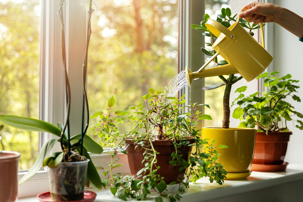 6 Genius Watering Tips to Keep Your Plants From Getting Thirsty This Summer