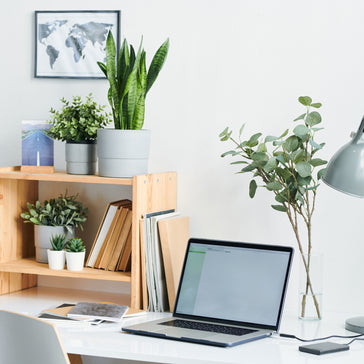 The Perfect Back 2 School Plants for the Classroom