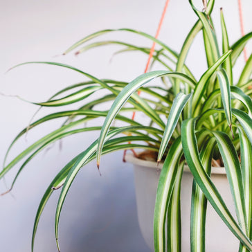 Plant Spotlight: Spider Plant | Chlorophytum Comosum