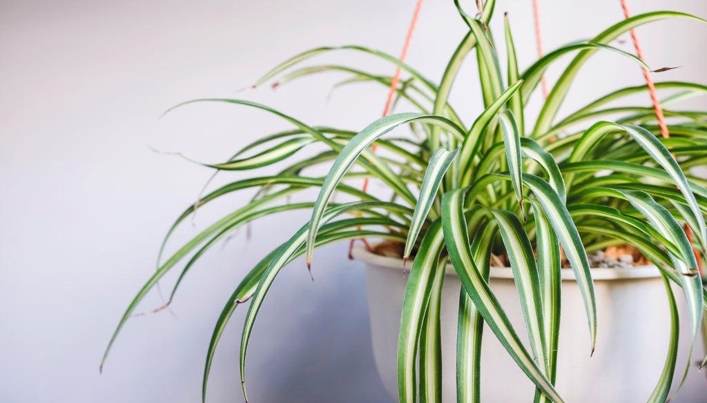 Plant Spotlight: Spider Plant | Chlorophytum Comosum