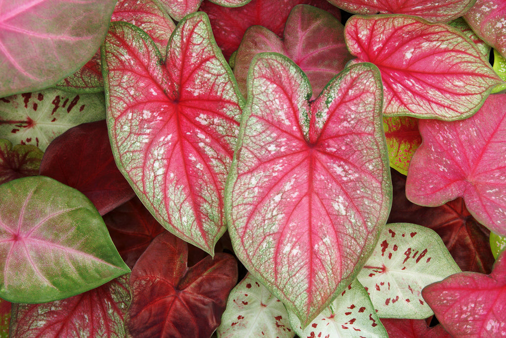 Caladiums 101: Growing Caladiums in Your Garden and at Home