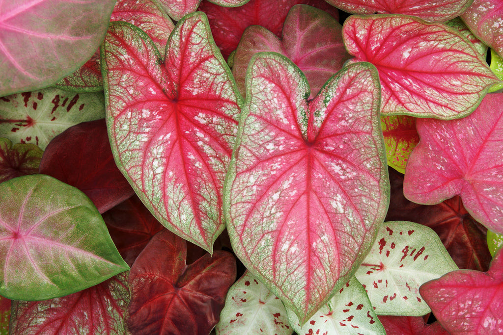 Caladium Plan Caladiums 101: Growing Caladiums in Your Garden and at Home – Plantsome