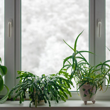 Houseplants by the windowsill in winter