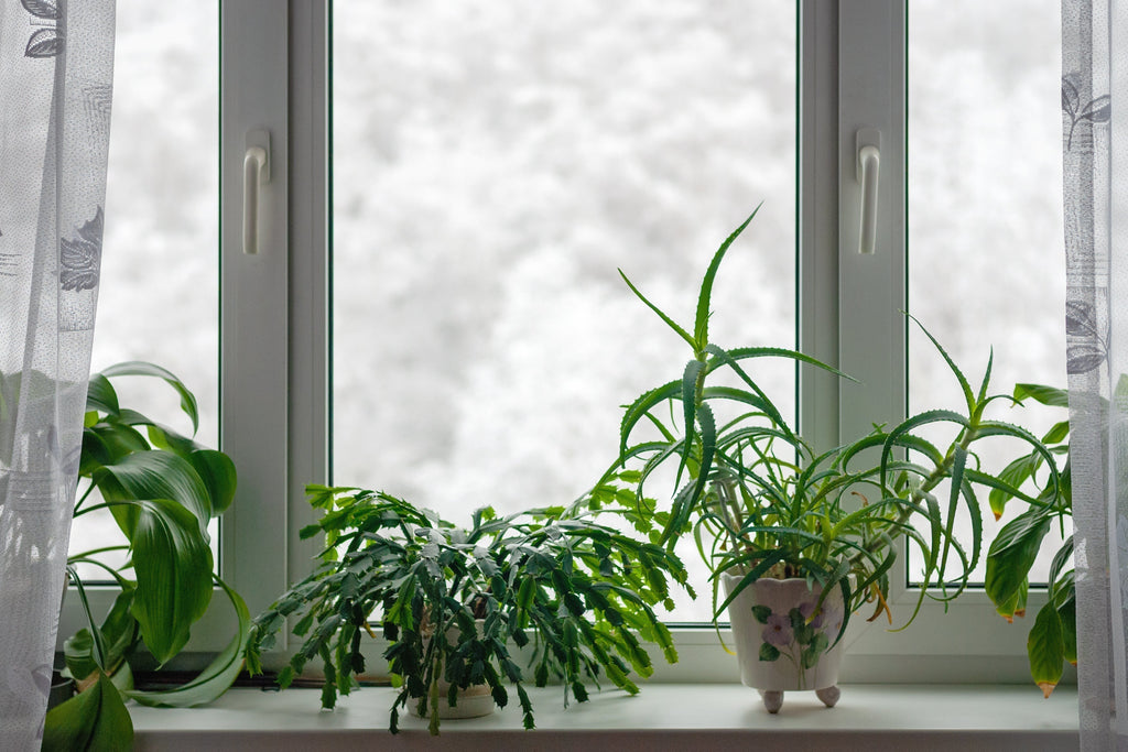 New Year, New You: Winter Plant Care Tips for Thriving Greenery