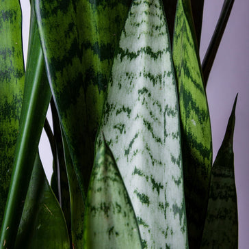 Celebrating the Year of the Snake with Lucky Plants