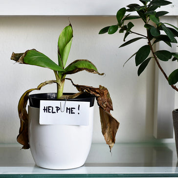 Reviving a Dying Houseplant: Top Tips to Bringing Your Green Friend Back
