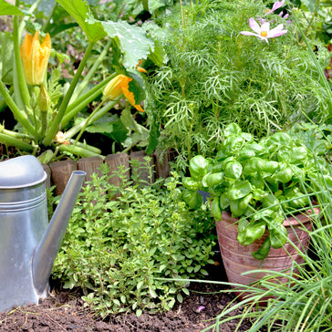 Outdoor Planting: Garden or Pot?