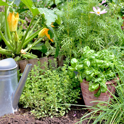 Outdoor Planting: Garden or Pot?