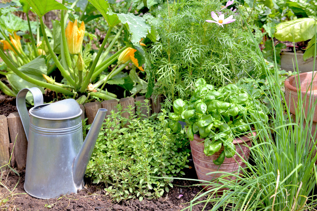Outdoor Planting: Garden or Pot?