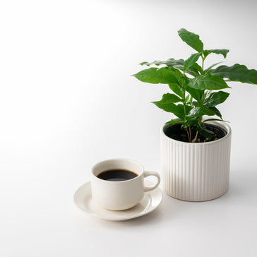 Plant Spotlight: Coffea Arabica