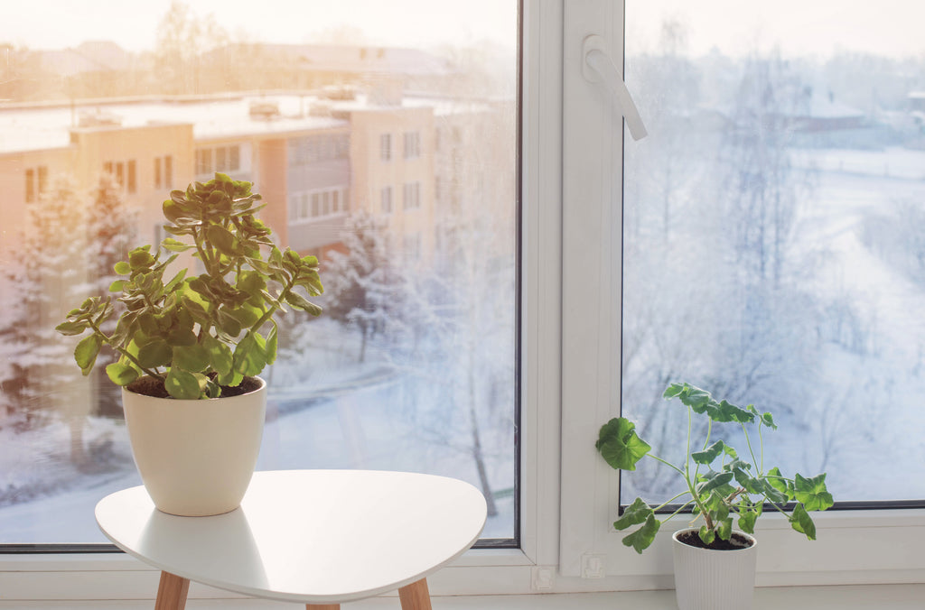 How to Keep Your Sun-Loving Plants Happy During Winter