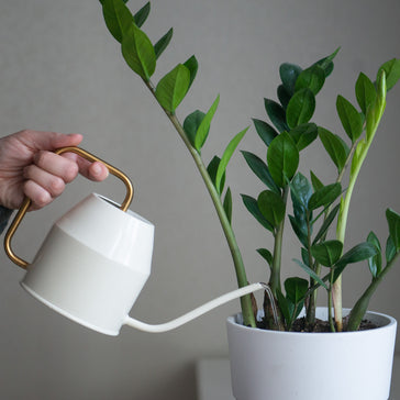 Plantsome's Guide to Watering Your Plants