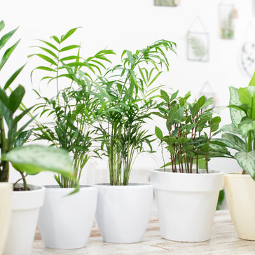 Plantsome Round-Up: Most Popular Houseplants 2023