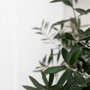 The Benefits of Adding Artificial Plants to Your Space
