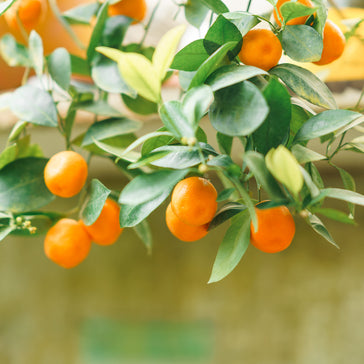5 Perfect Plants for the 2023 Patio Season