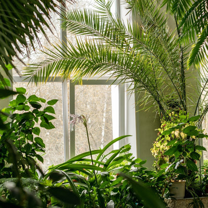 Summer Vacation Plant Care Made Easy!