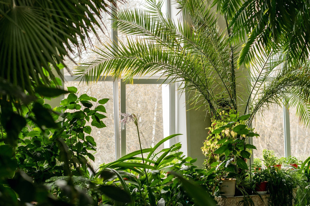 Summer Vacation Plant Care Made Easy!