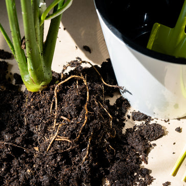 Dirty Secrets: Common Soil Issues