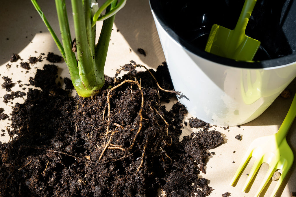 Dirty Secrets: Common Soil Issues