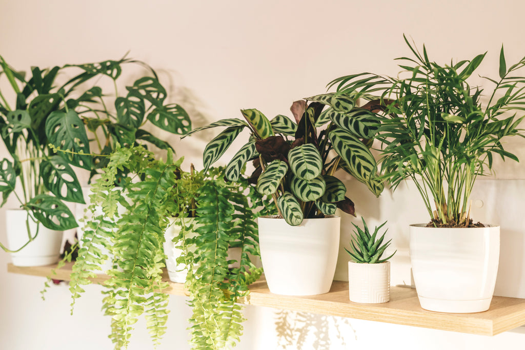 More is Better: Discover the Benefits of Having Multiple Houseplants