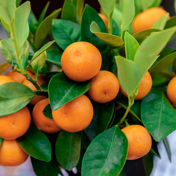 All About Citrus
