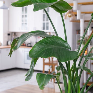 Big Plants For An Even Bigger Statement
