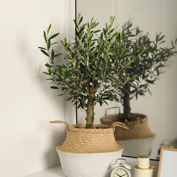 All About Olive Trees