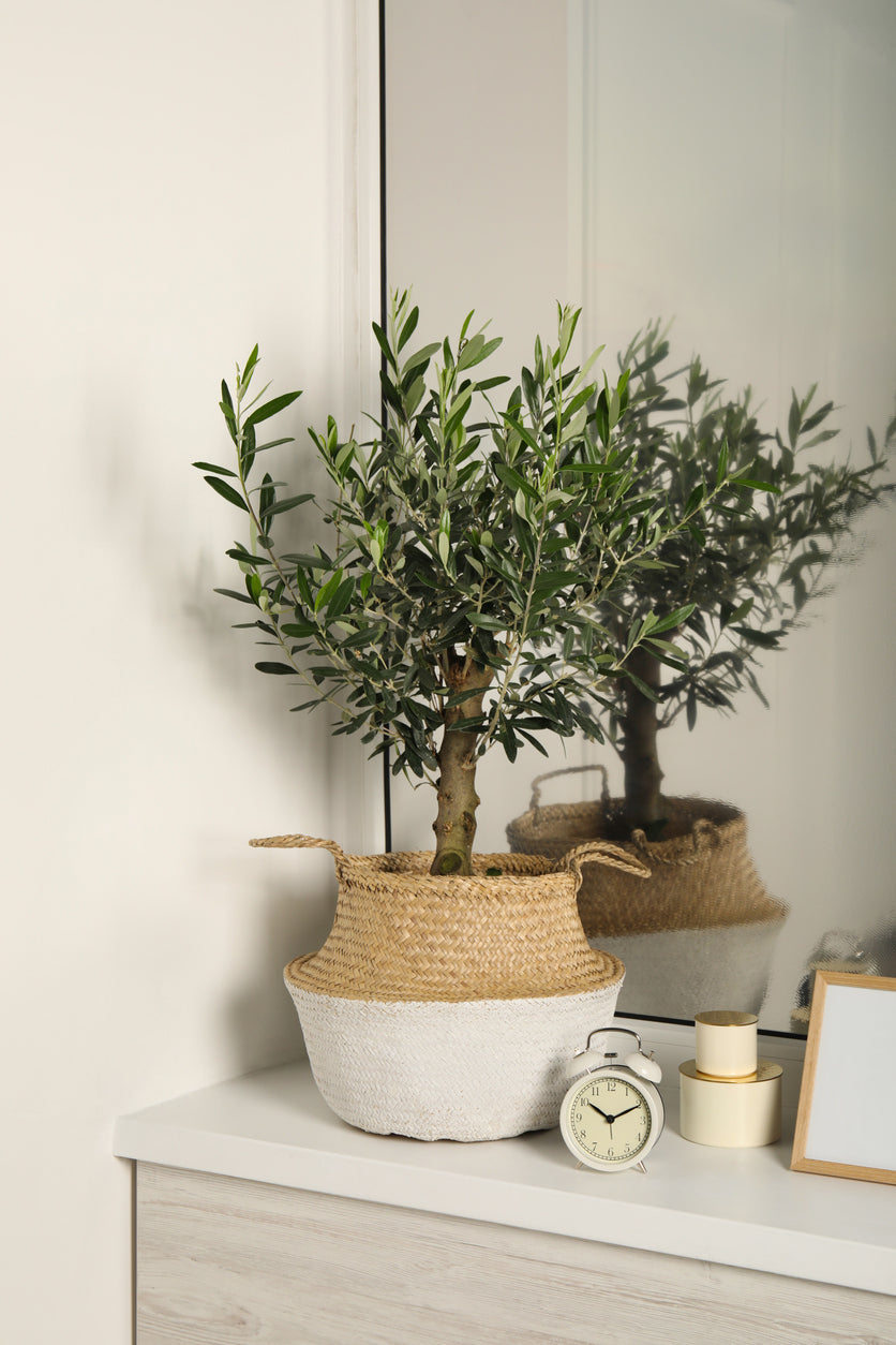 All About Olive Trees