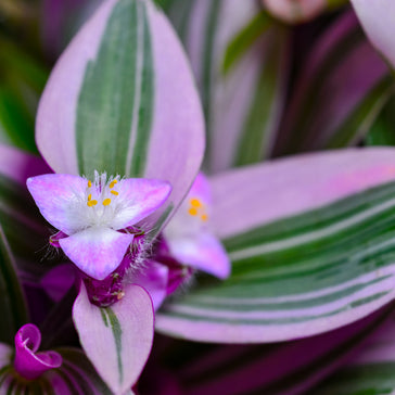Plant Spotlight: Tradescantia