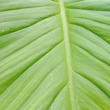 How to Care for Alocasia Indoors