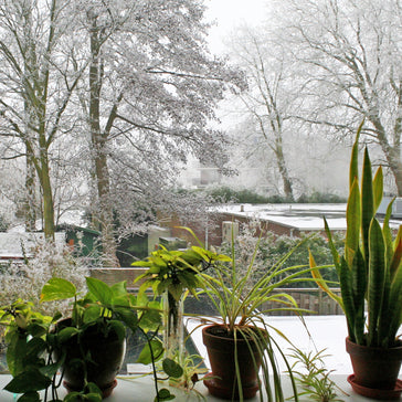 Plantsome's Guide to Winter Plant Care
