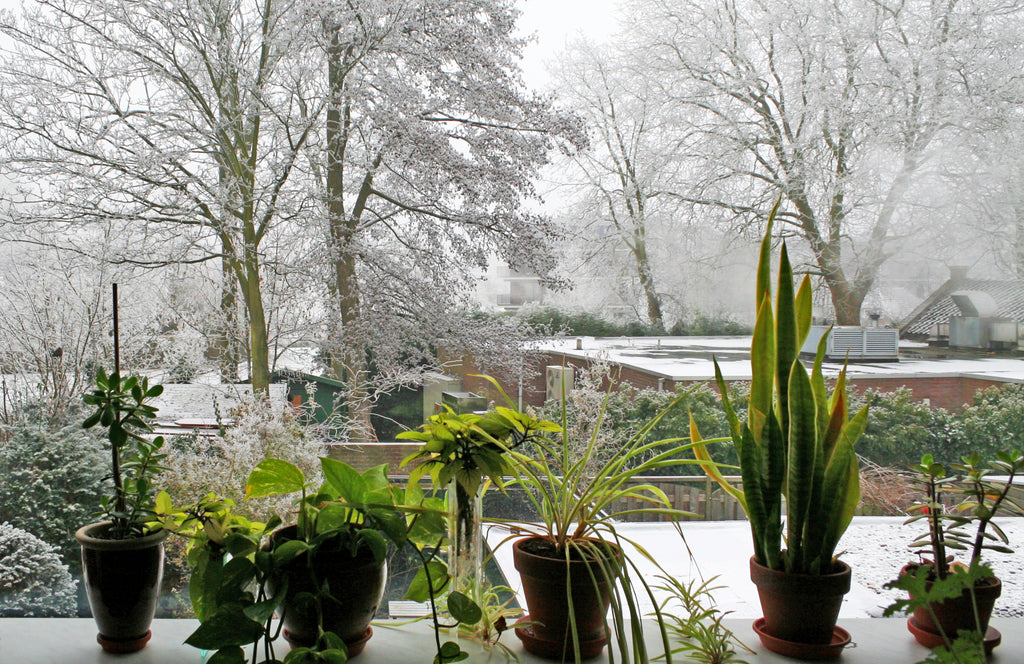 Plantsome's Guide to Winter Plant Care