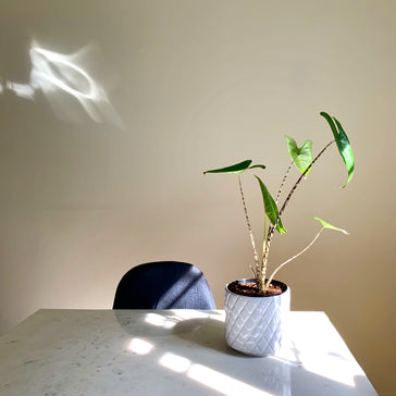 Interview: Tarah's plant family